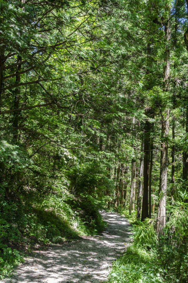 307 - Ruta Nakasendo - Magome-Tsumago - bosque